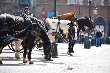 Fototapeta na wymiar Belgium, Bruges, 10 Apr'18. Black and white horses with carriages waiting for tourist for city tour under sunlight. Editorial