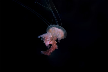 Jelly fish on black isolated background