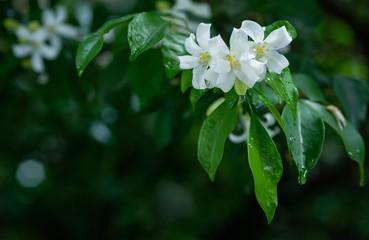 White flower, Orange Jessamine, Andaman Satinwood on brunch, withgreen and bokeh background