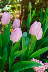 Beautiful spring , multi-colored tulips planted in the city park.
