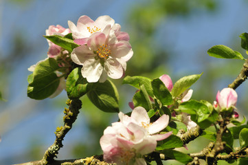 apple blossom in summer sunshine on apple tree with blue sky 