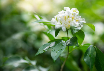 White flower, Orange Jessamine, Andaman Satinwood on brunch, withgreen and bokeh background