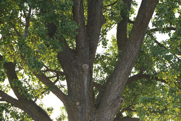 big green tree