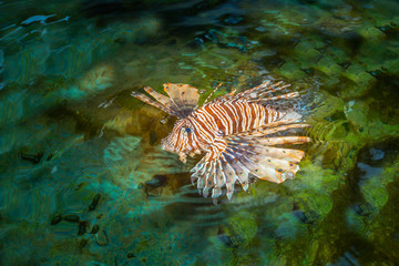Naklejka na ściany i meble Lion fish swimming in the pool of aquatic species. Lion fish has a deadly poison.
