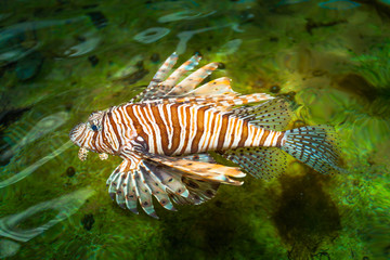 Lion fish swimming in the pool of aquatic species. Lion fish has a deadly poison.