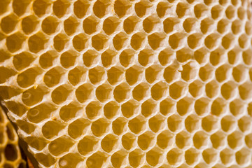 Newborn bee on honeycomb