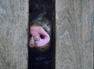 Closeup of nose a wild boar are in a steel cage of traditional farm suitable for propagation. 