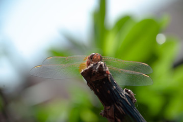 Dragonfly's eyes