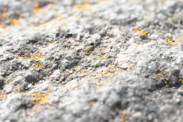 Moss on a stone, like gold dust - Close up macro