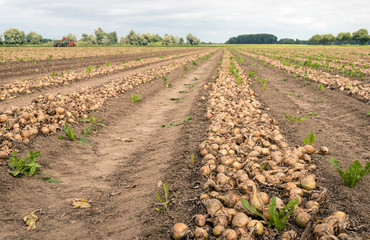 Fototapeta na wymiar Converging rows of onions drying on the field