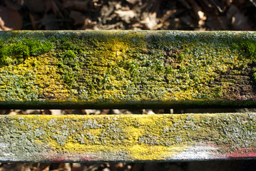 Obraz premium Moss on the wooden bench