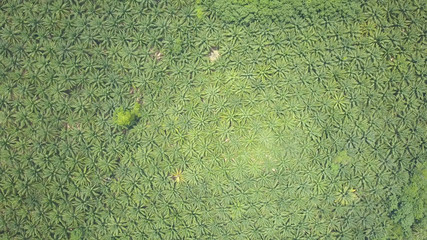 AERIAL: Endless palm tree plantation spreads across picturesque green landscape.