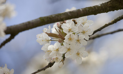Blossom