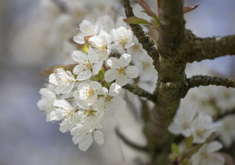 Blossom II