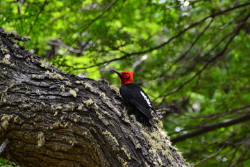 A Magellanic woodpecker in Patagonia, Argentina