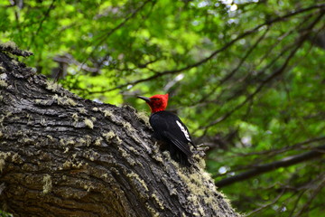 A Magellanic woodpecker in Patagonia, Argentina