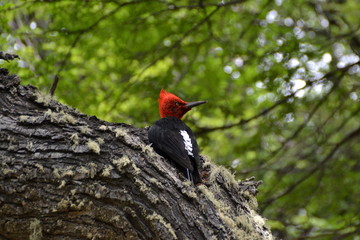 A Magellanic woodpecker in Patagonia, Argentina