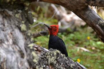 A Magellanic woodpecker in Patagonia, Argentina