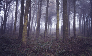 Fog in the Wood