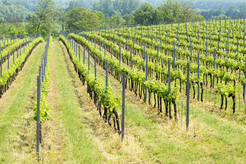 Fototapeta na wymiar Vineyards in springtime at Lake Balaton, Hungary