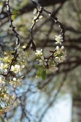flowering of trees. Blossoming mulberry. Garden. Background
