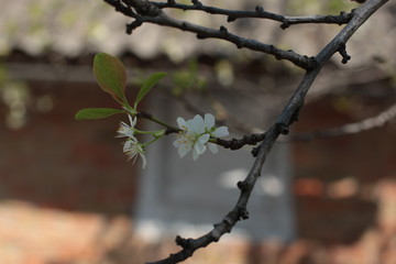flowering of trees. Blossoming mulberry. Garden. Background