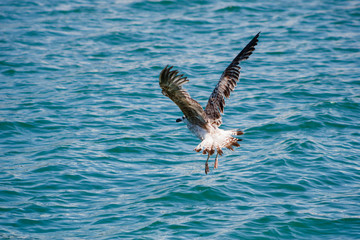 seagulls in a port