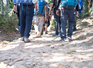 Group friends with backpacks are walking They hot and tired in a vast forest on a bright atmosphere morning.