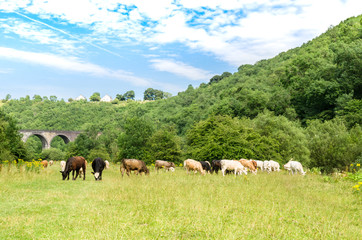 Fototapeta premium Herd of cattle grazing near the Headstone Viaduct on the Monsal Trail, Peak District, Derbyshire