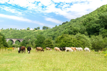 Fototapeta na wymiar Cows grazing near by the Headstone Viaduct on the Monsal Trail in the Peak District, Derbyshire Dales, England