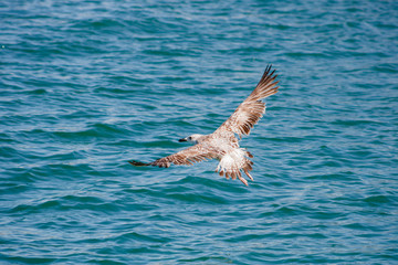 seagulls in a port