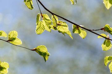 Leaves on a twig in springtime