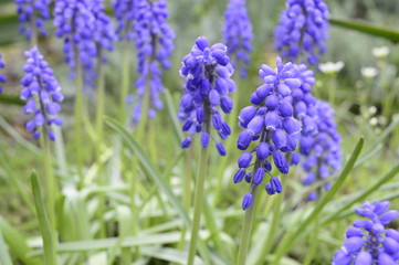 Muscari neglectum -  deep blue, urn-shaped flowers