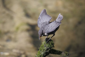 Giovane di Merlo acquaiolo (Cinclus cinclus)