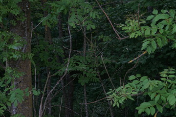 Obraz premium deep dark forest with trees and tree leaves