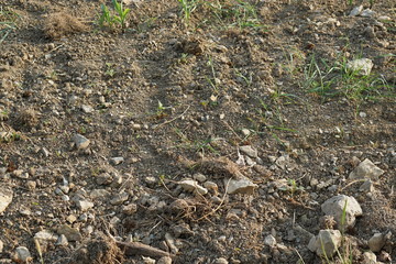 agriculture land field with dry ground and stones