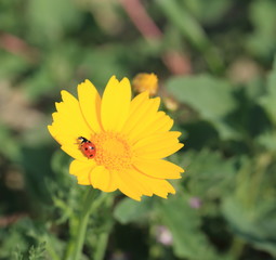 Coccinelle rouge sur marguerite jaune