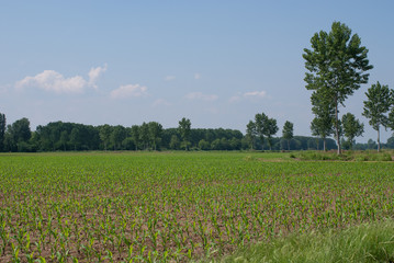 coltivazione di grano turco