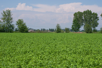 coltivazione di foraggio per animali
