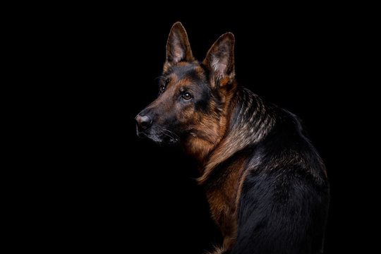 Portrait of a German Shepherd dog on a black background in studio