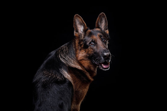 Portrait of a German Shepherd dog on a black background in studio