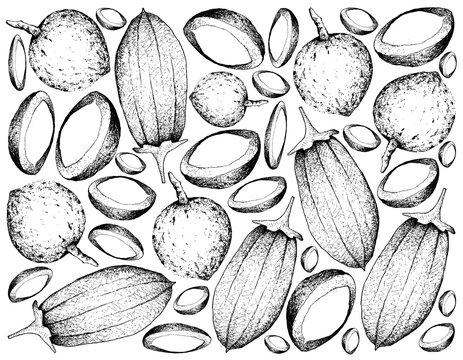 Hand Drawn Background of Bacuri and Baobab Fruits