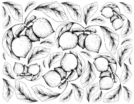 Hand Drawn Background of Bacupari or Garcinia Gardneriana Fruits