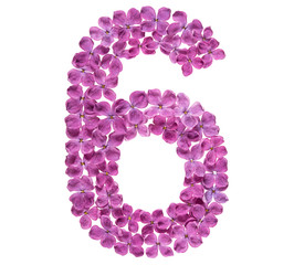 Arabic numeral 6, six, from flowers of lilac, isolated on white background