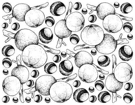 Hand Drawn Background of Fresh Cambuca Fruits