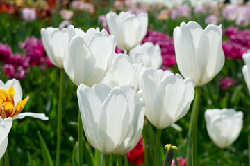 Field of tulips