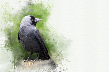 Adult jackdaw mixed media painting
