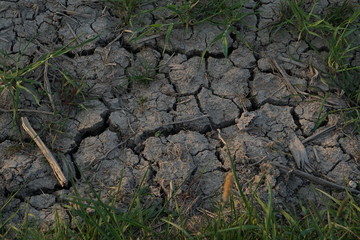 withered dry land ground