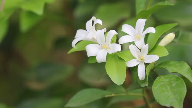 Close up of Orange Jessamine flowers and green leaf
