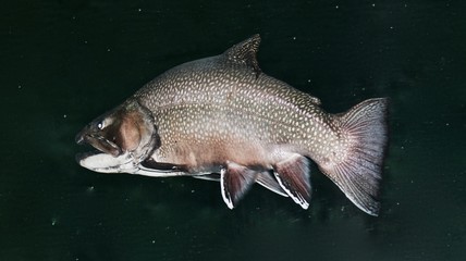 Isolated image of a salmon swimming in river